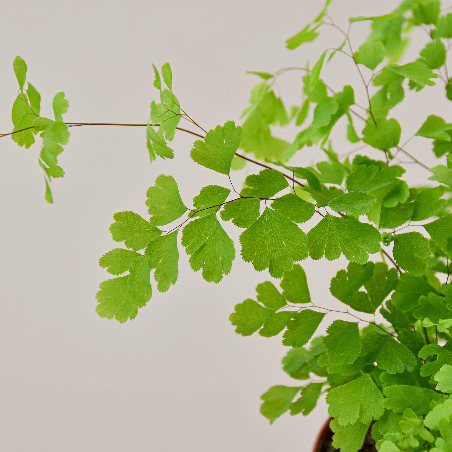 House Plant Shop Maidenhair Fern