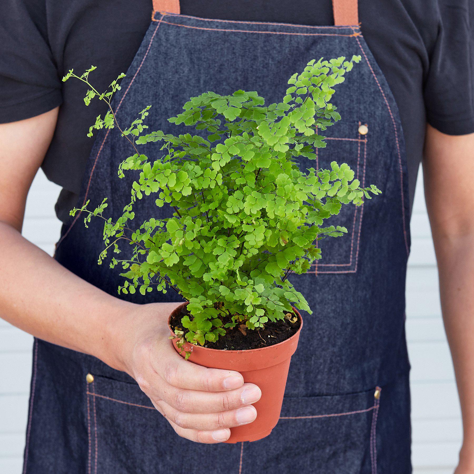 House Plant Shop Maidenhair Fern