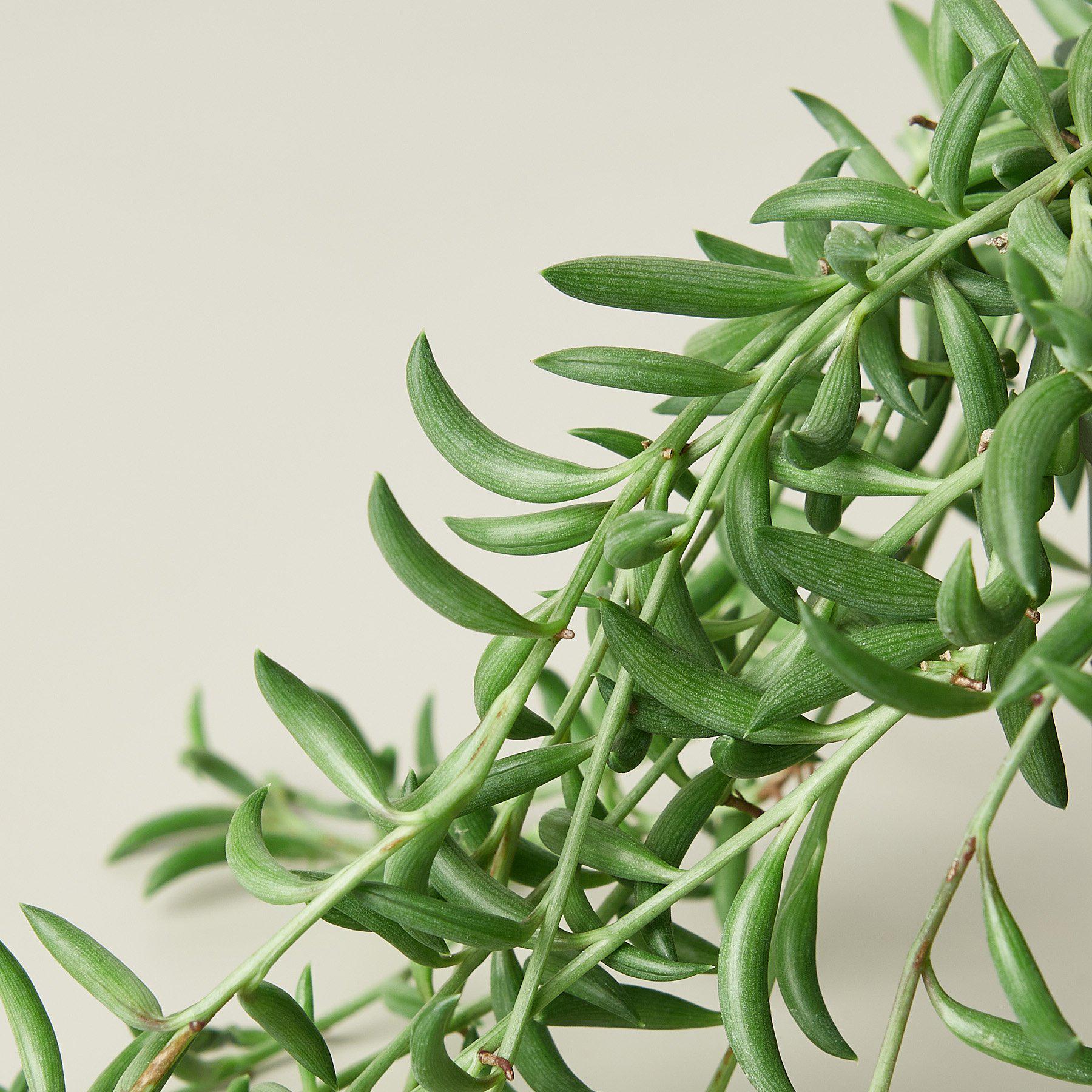 House Plant Shop: Succulent 'String of Bananas'