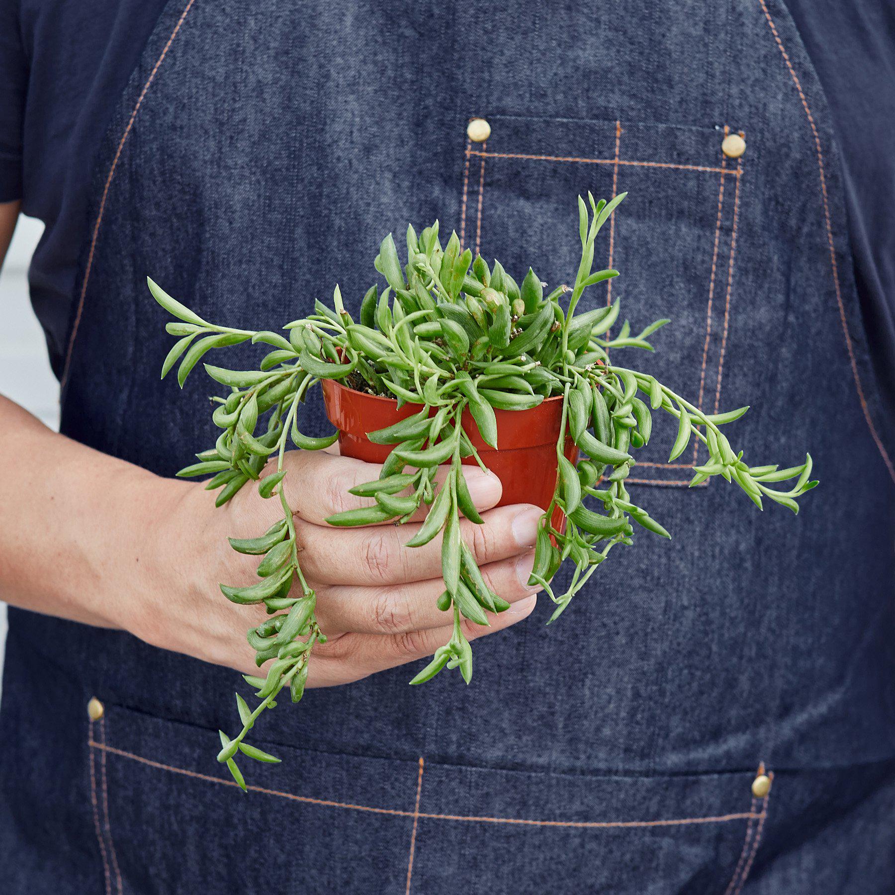 House Plant Shop: Succulent 'String of Bananas'