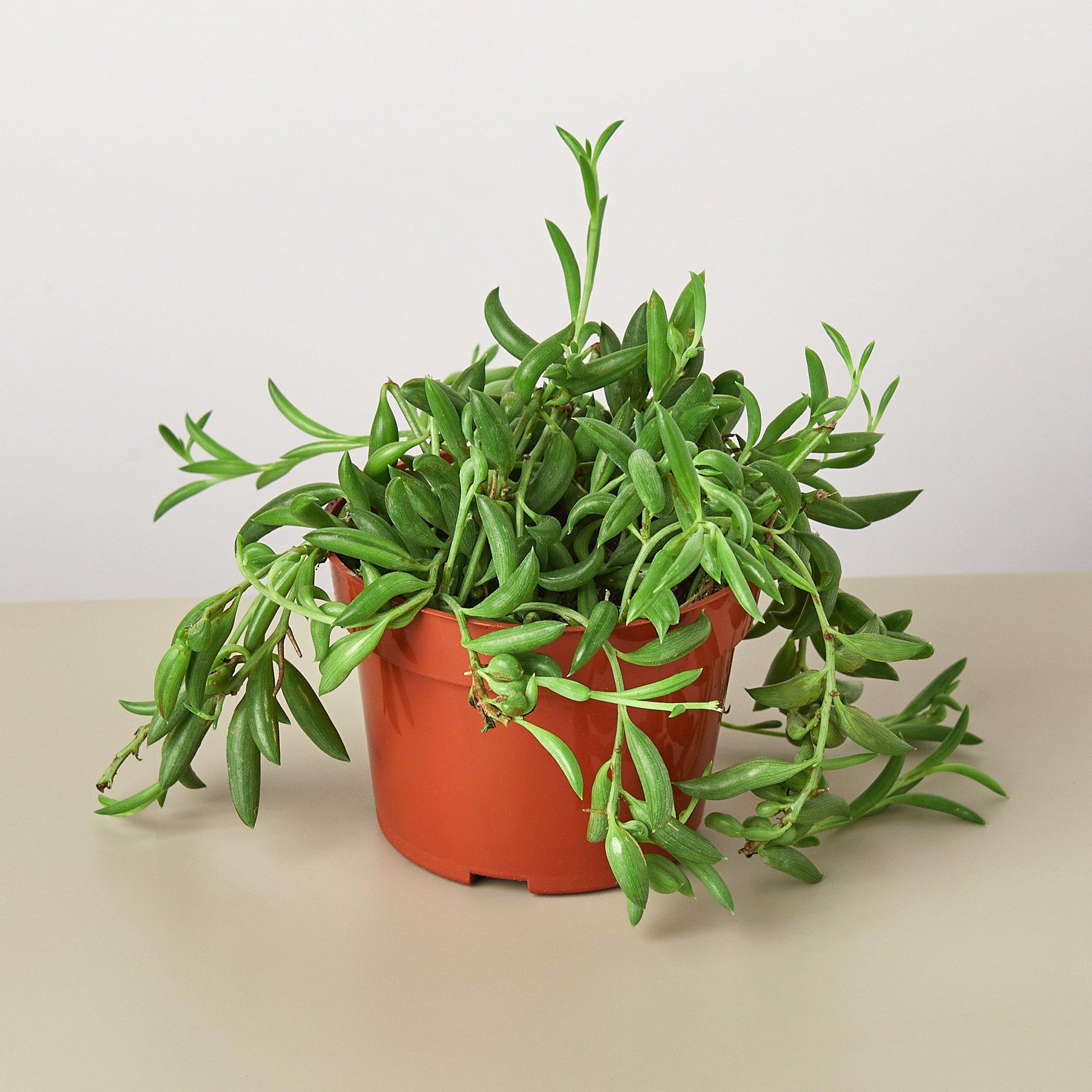 House Plant Shop: Succulent 'String of Bananas'