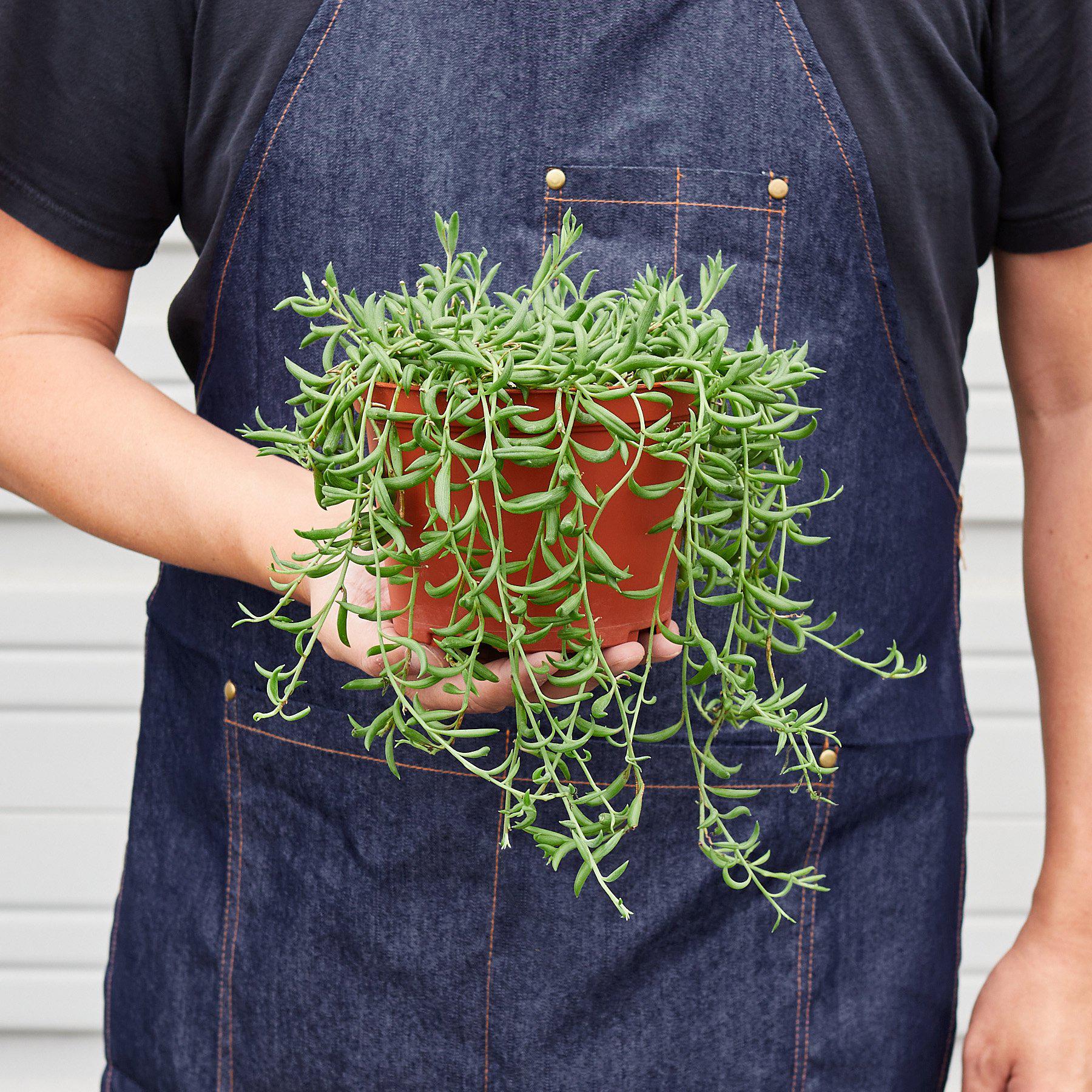 House Plant Shop: Succulent 'String of Bananas'