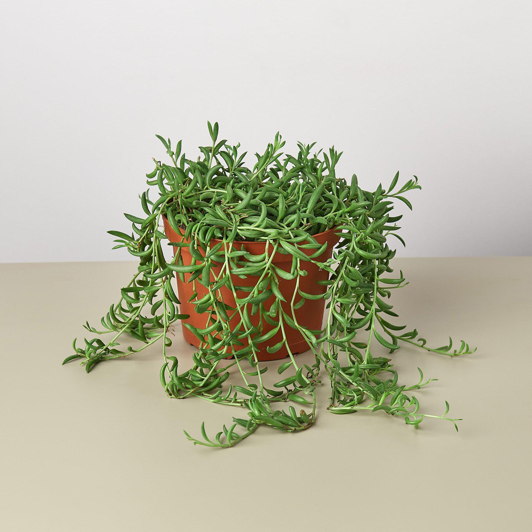 House Plant Shop: Succulent 'String of Bananas'