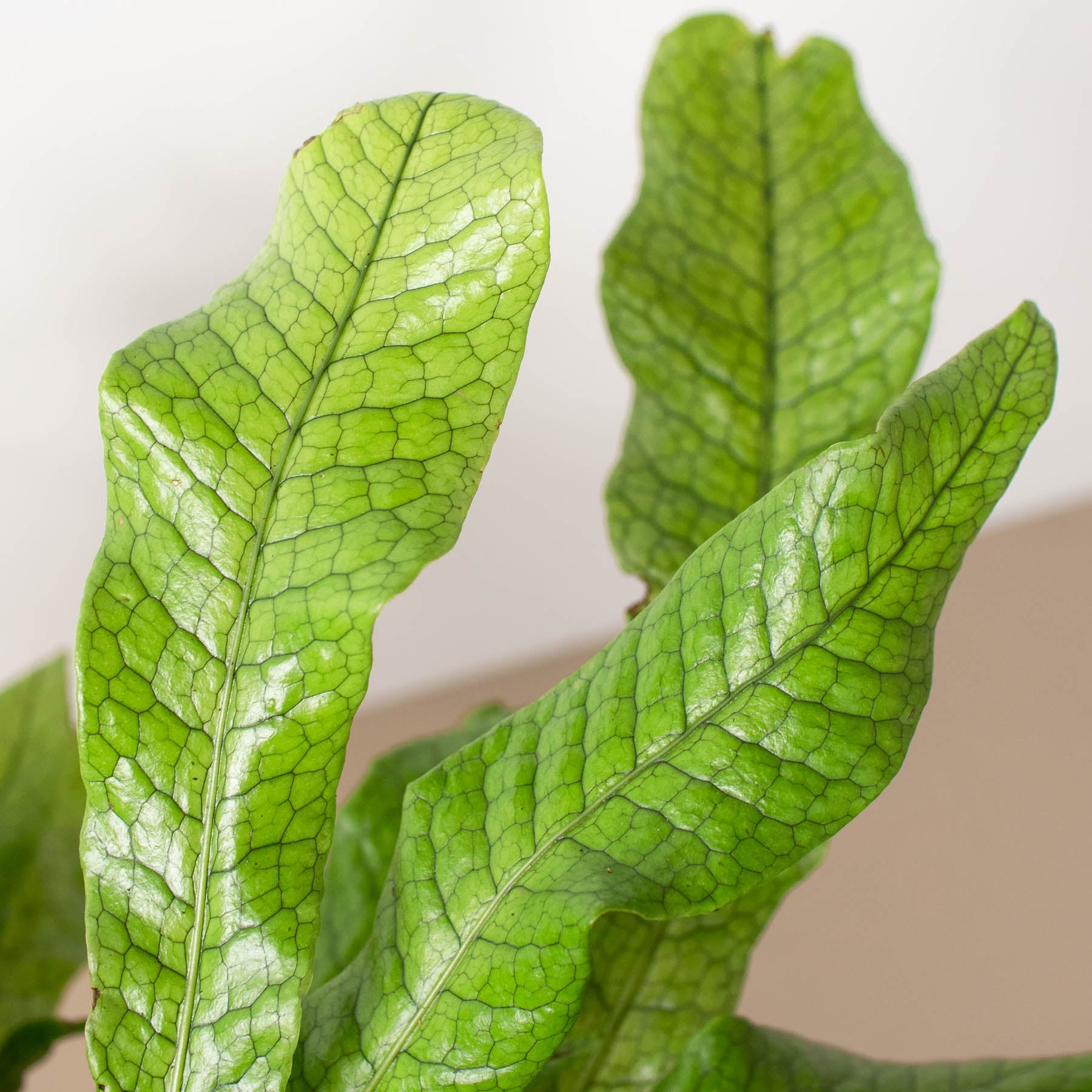 House Plant Shop: Fern 'Crocodile'