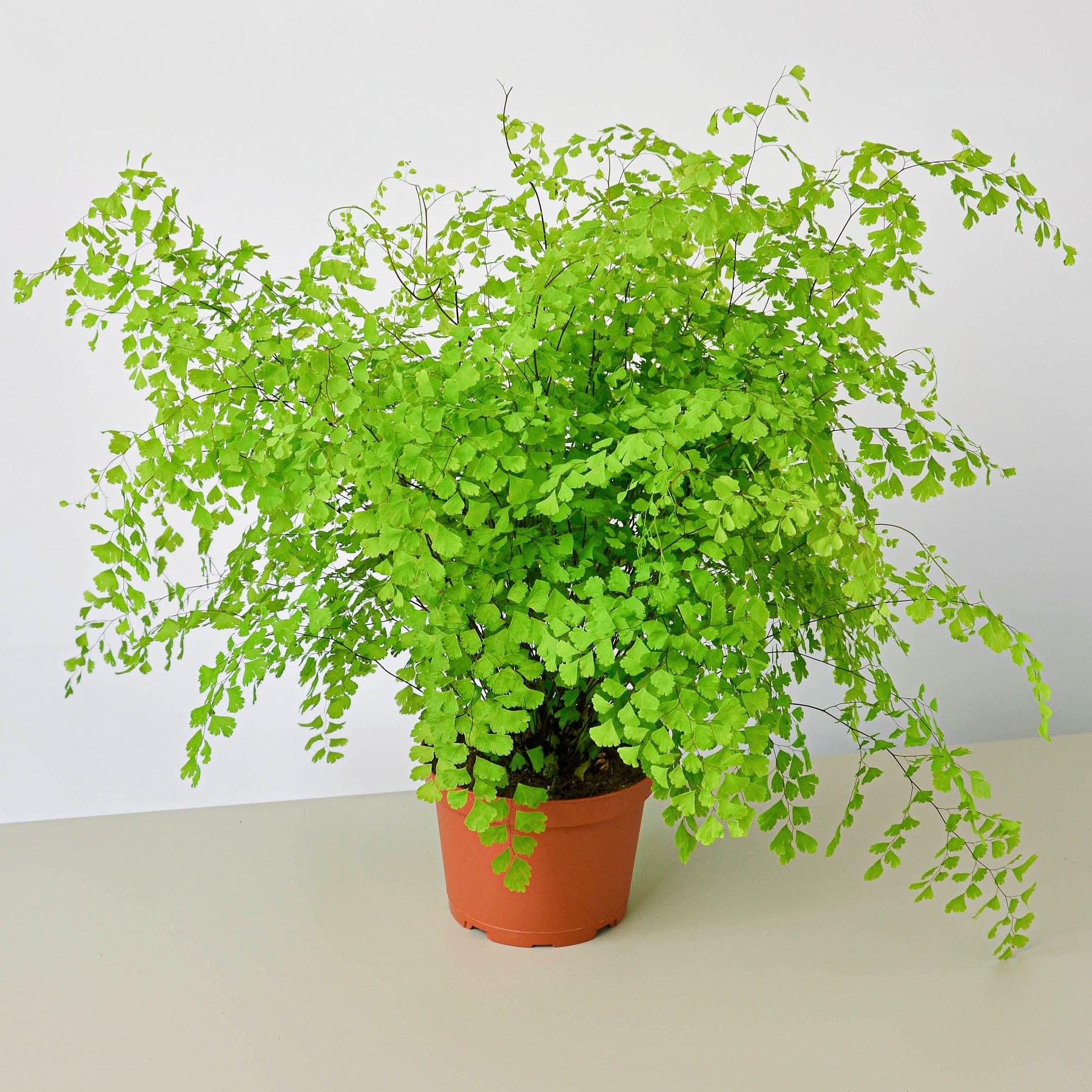 House Plant Shop Maidenhair Fern