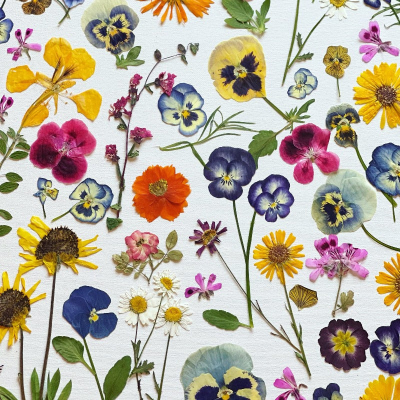 Eat Your Flowers: Edible Pressed Flowers for Decoration