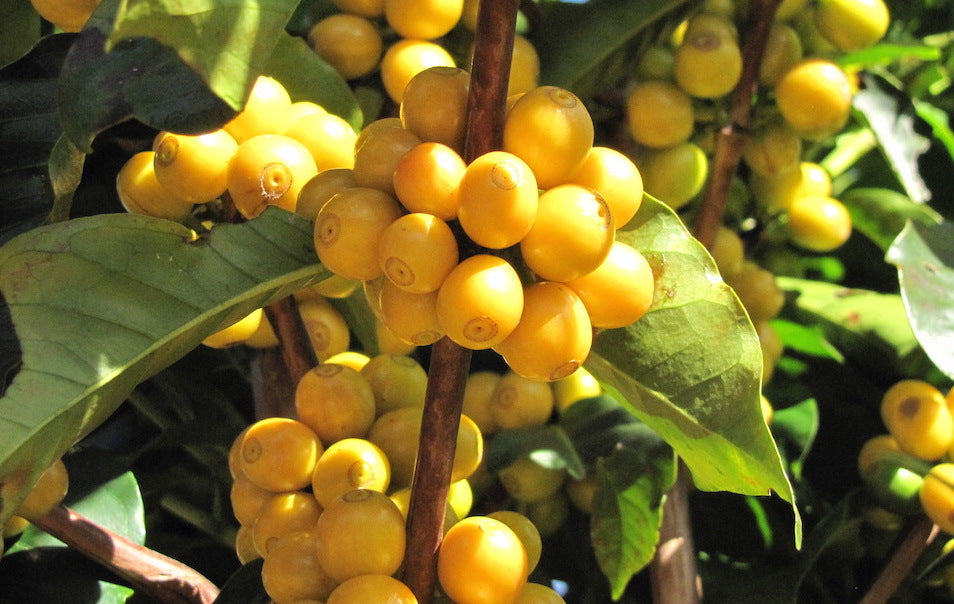 Nossa Familia Coffee: Brazil Decaf