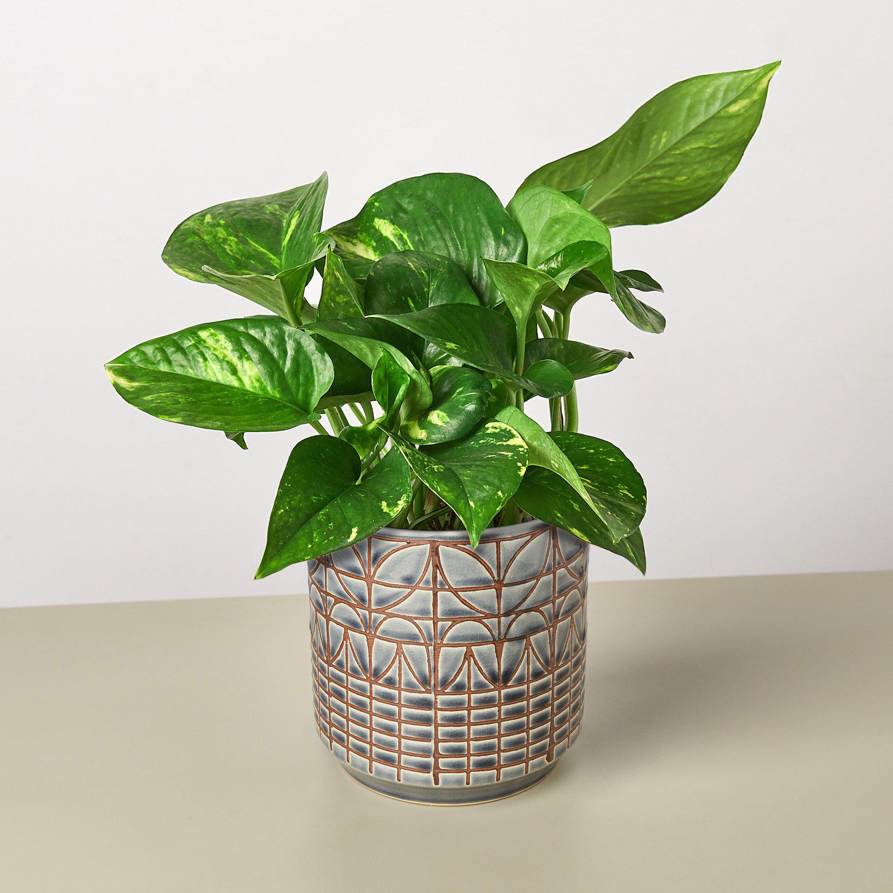 House Plant Shop Pothos 'Golden'