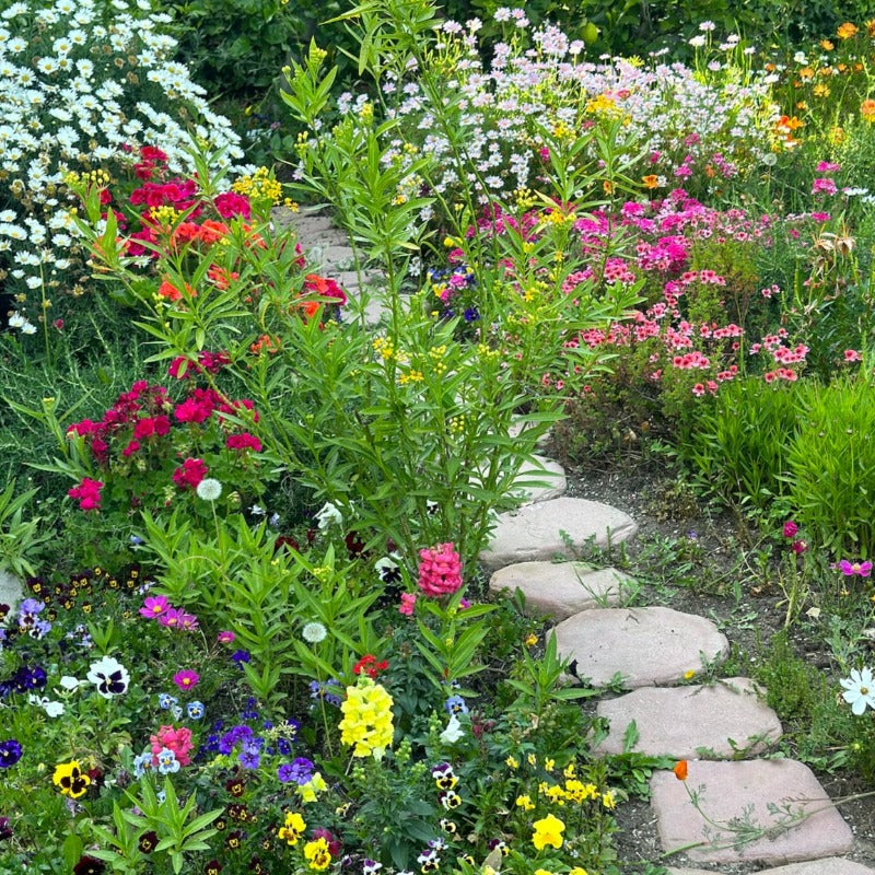 Eat Your Flowers: Edible Flower Seed Mix- 1 pack