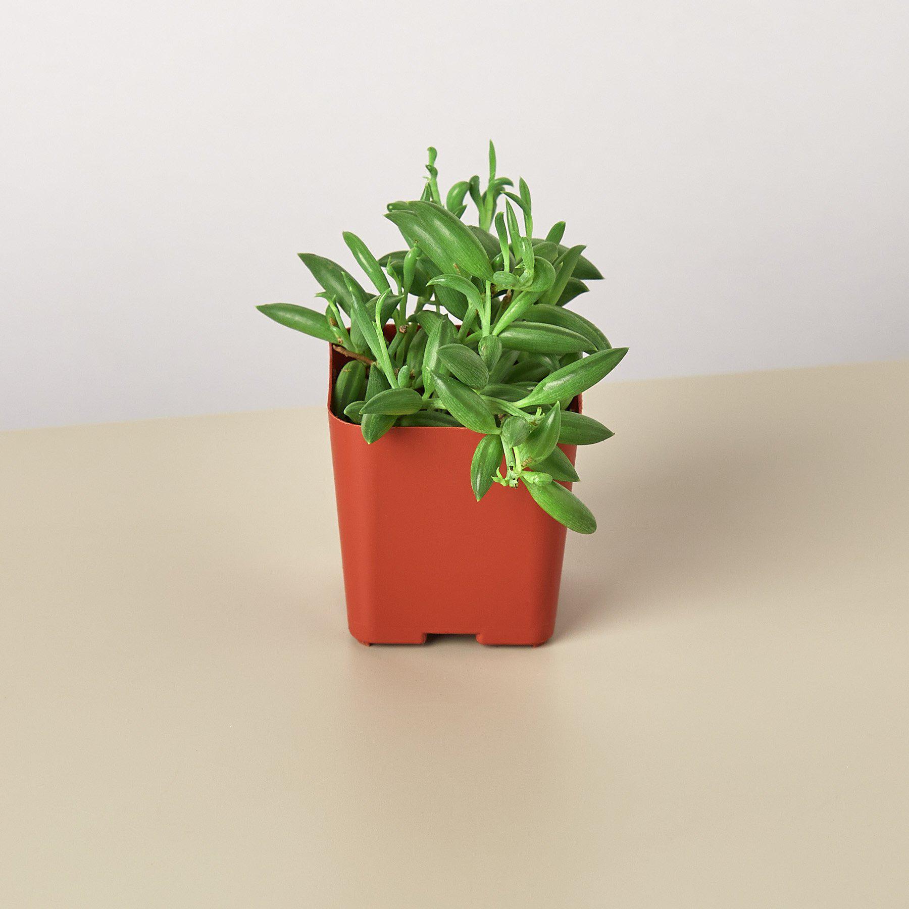 House Plant Shop: Succulent 'String of Bananas'