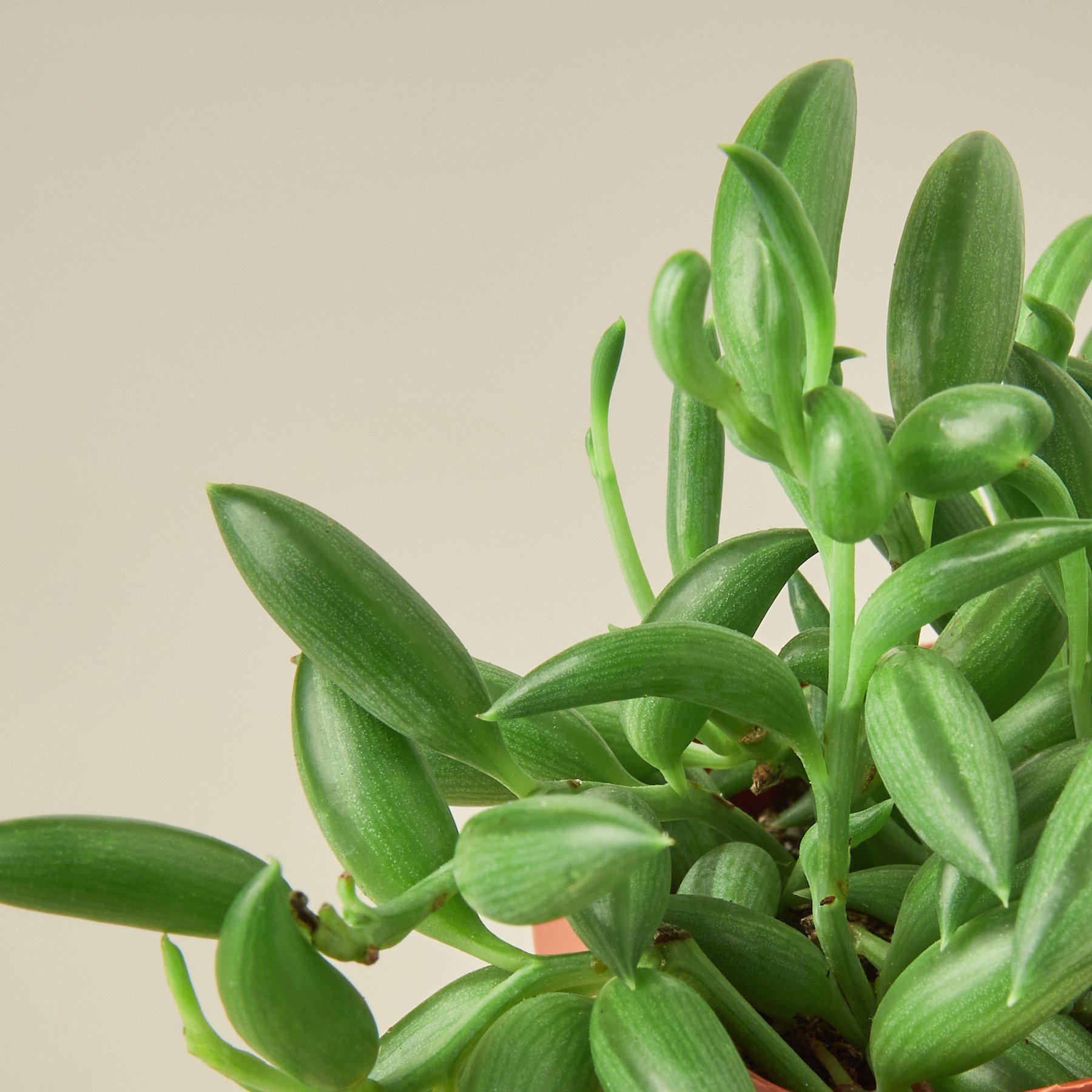 House Plant Shop: Succulent 'String of Bananas'