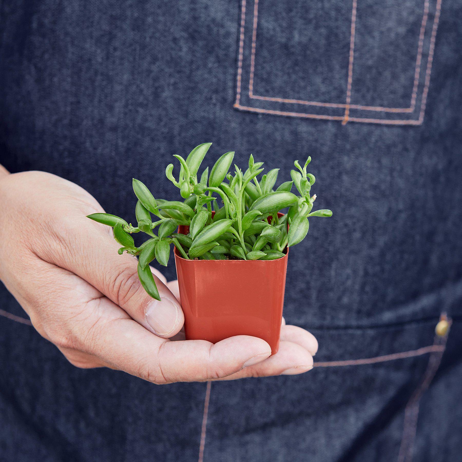 House Plant Shop: Succulent 'String of Bananas'