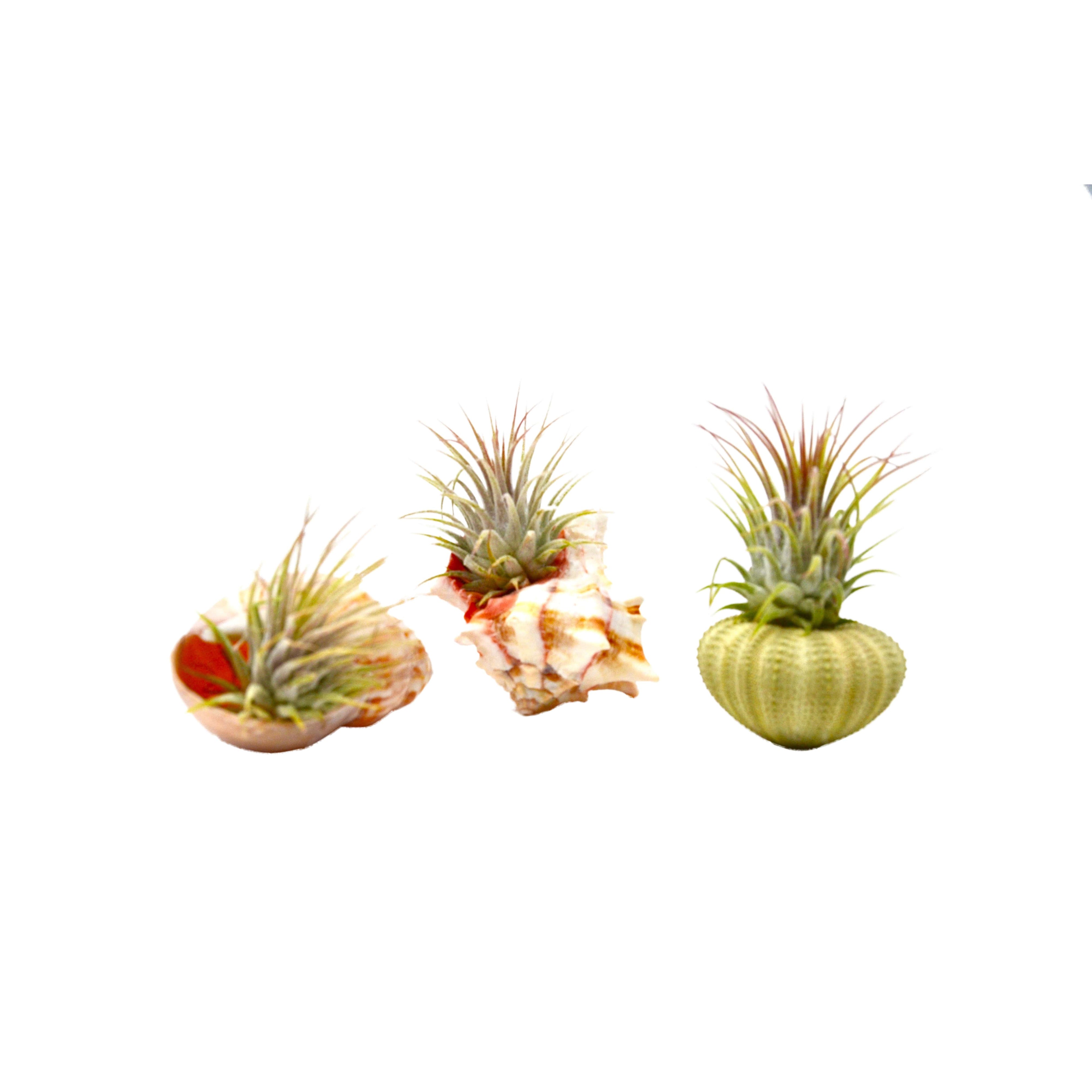 House Plant Shop: 3 Piece Sea Urchin / Seashell Air Plant / Live Tillandsia Ionanthas