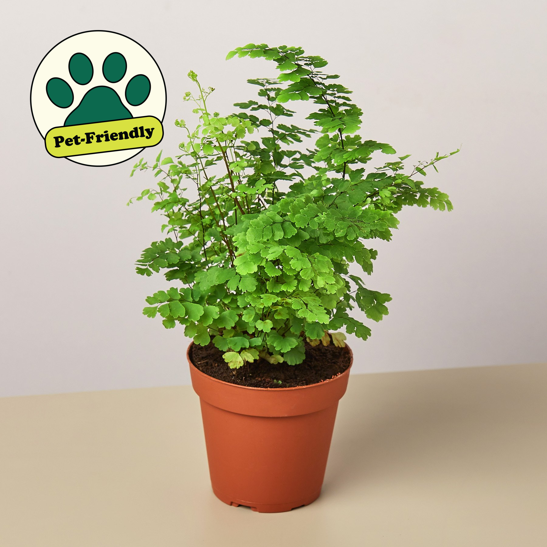 House Plant Shop Maidenhair Fern