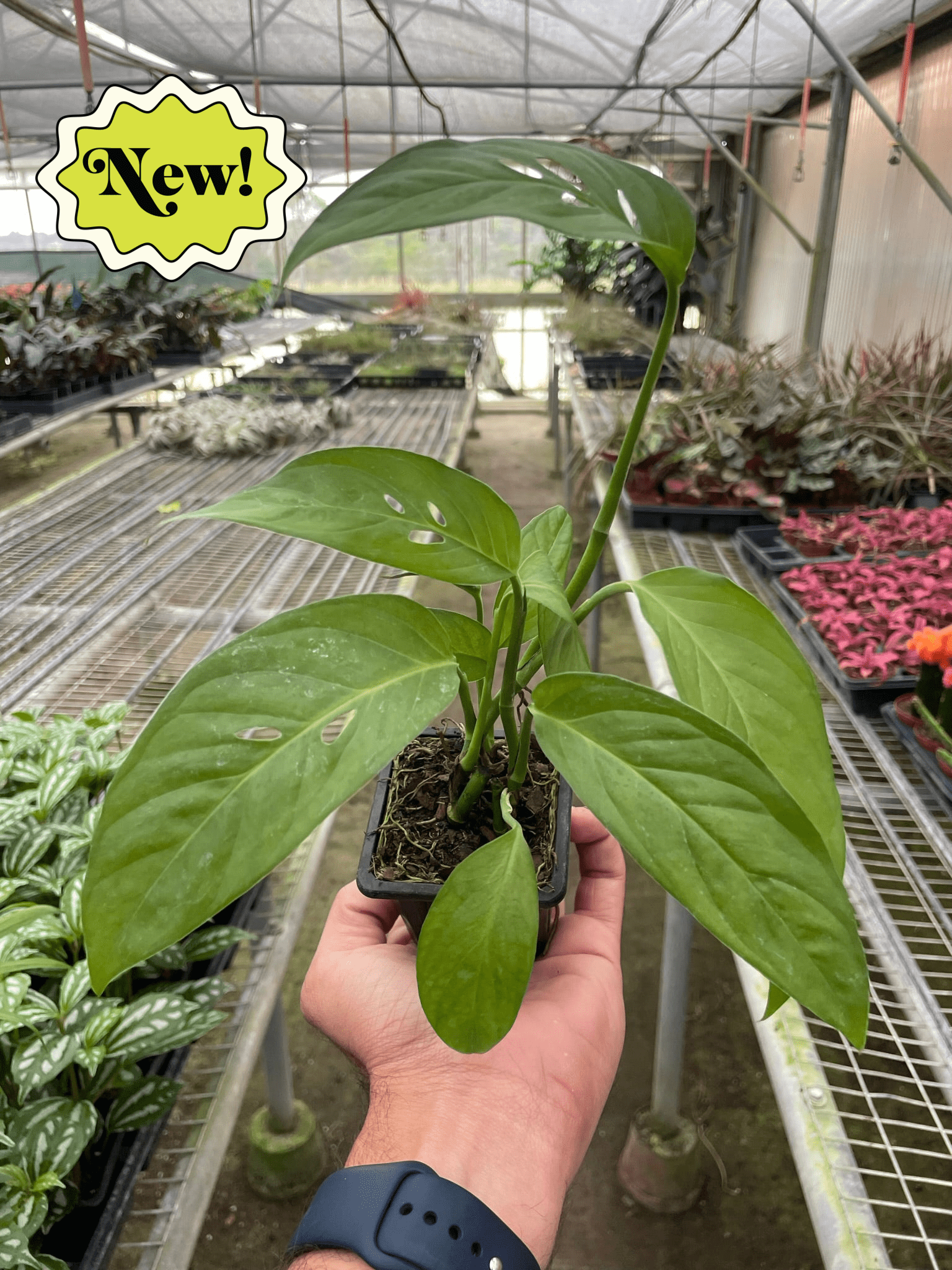House Plant Shop: Monstera Adansonii 'Swiss Cheese'