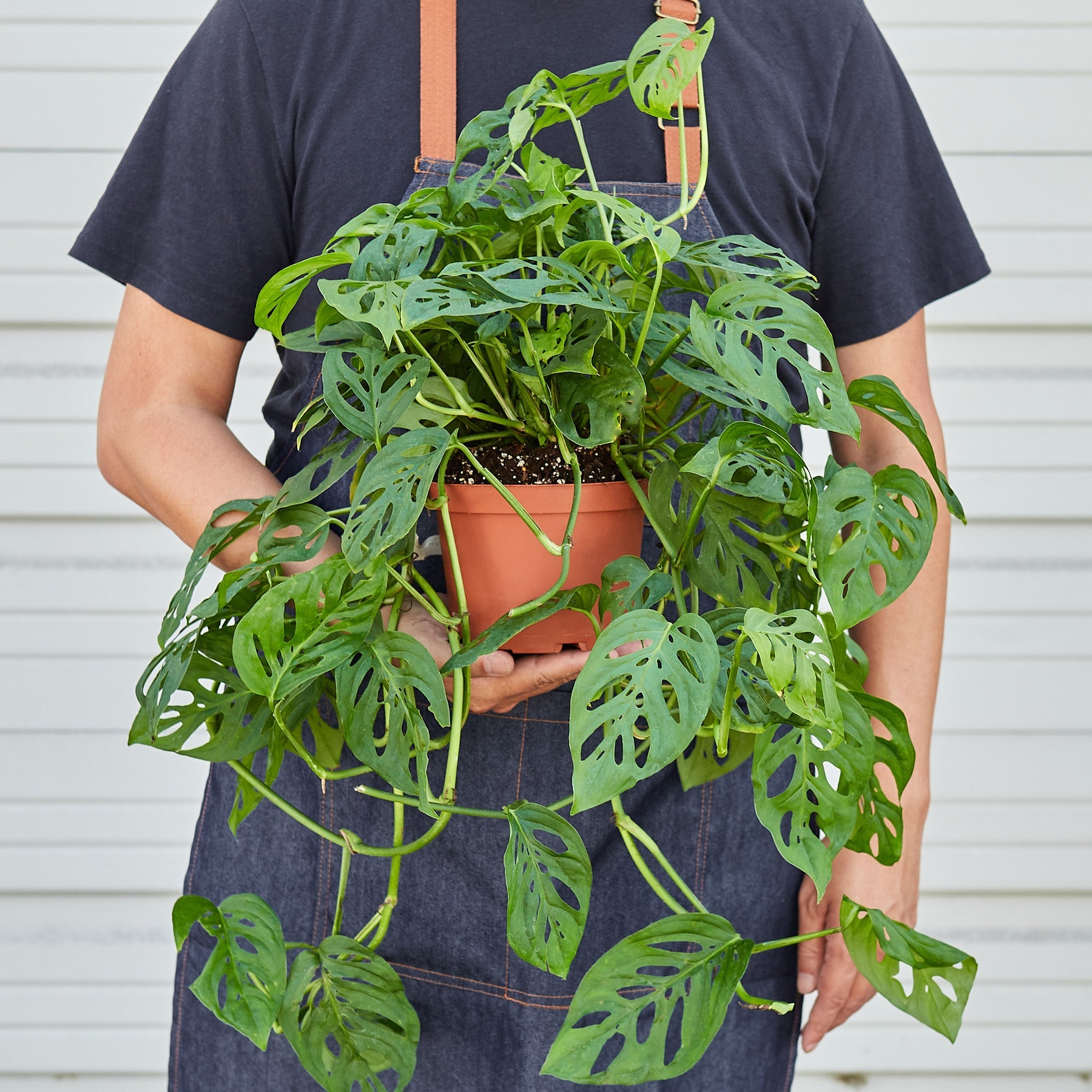 House Plant Shop: Monstera Adansonii 'Swiss Cheese'