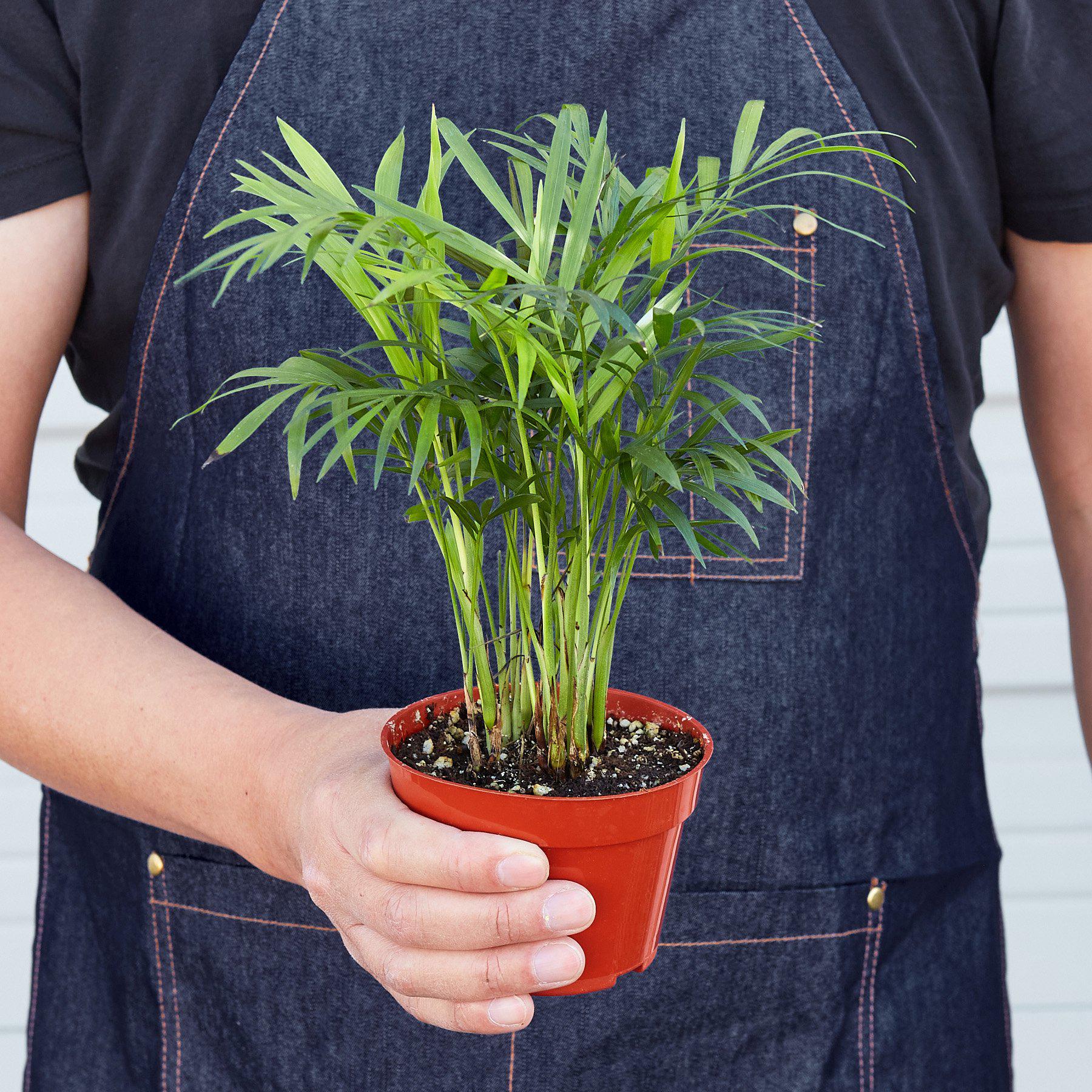 House Plant Shop: Parlor Palm