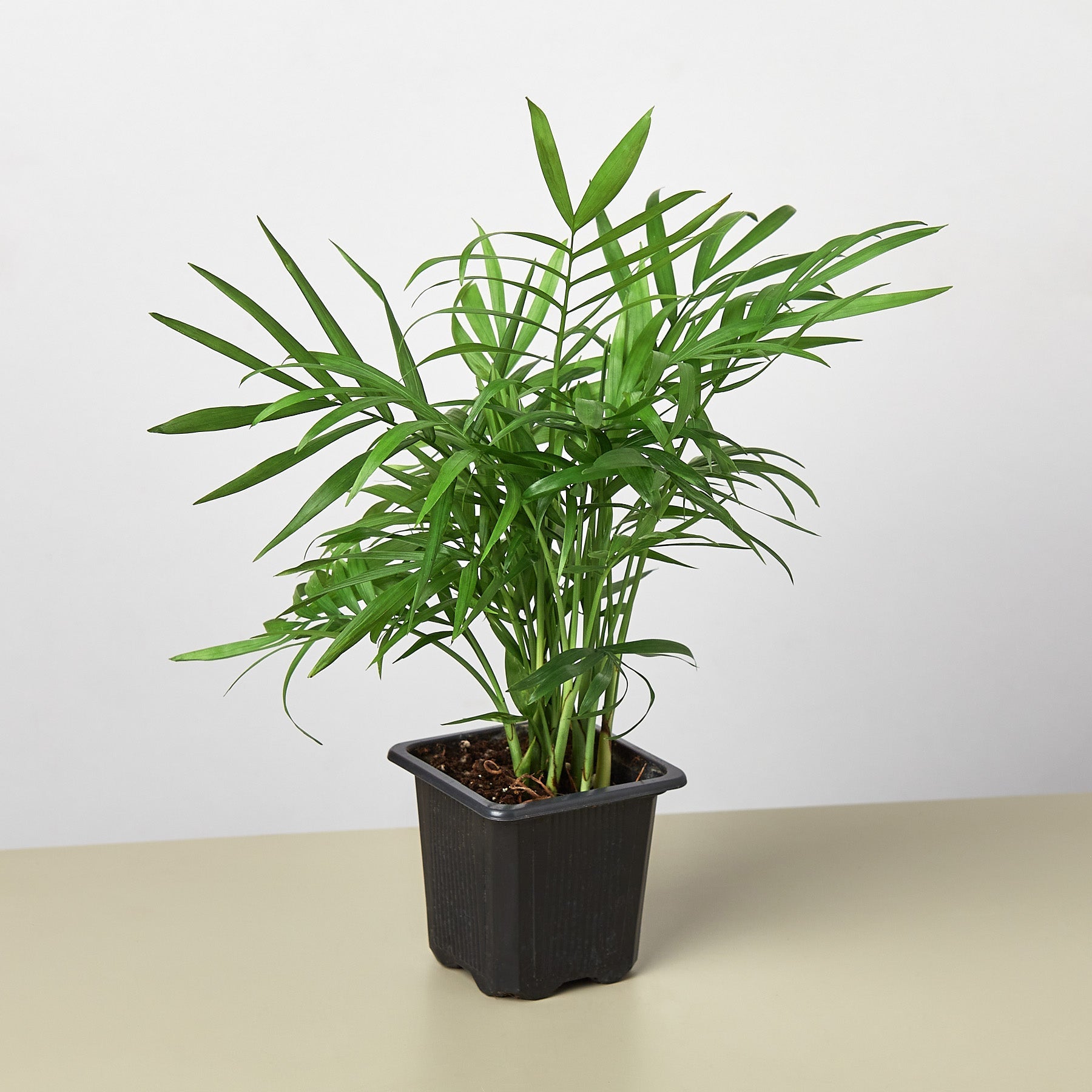House Plant Shop: Parlor Palm