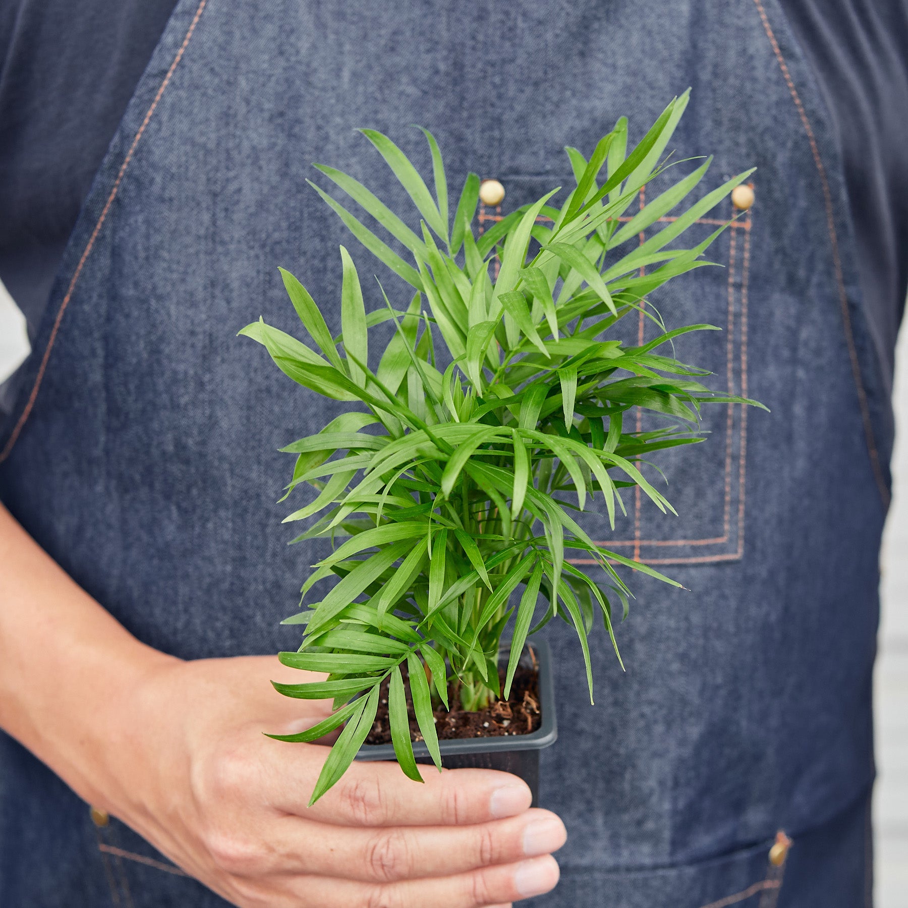 House Plant Shop: Parlor Palm