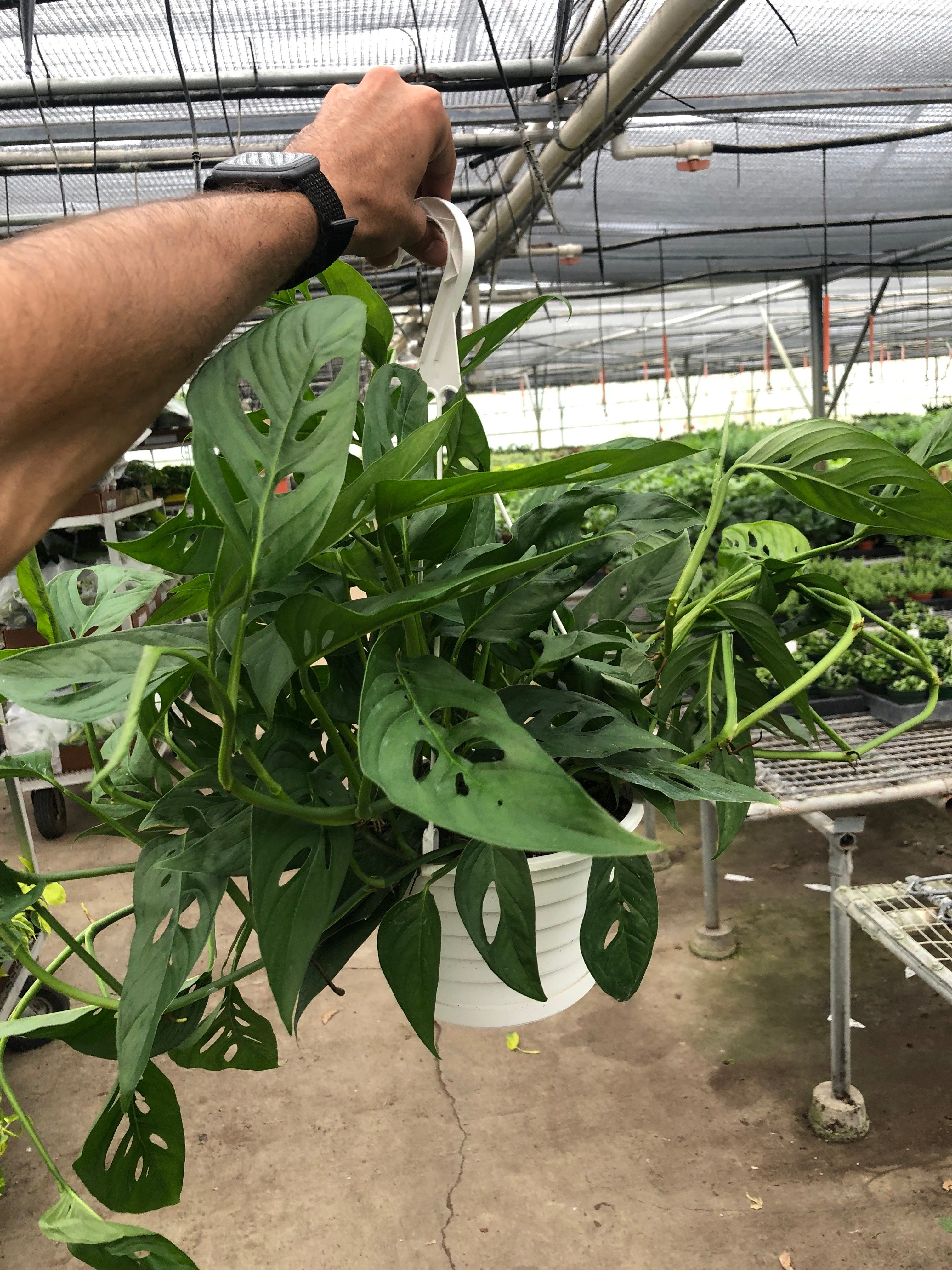 House Plant Shop: Monstera Adansonii 'Swiss Cheese'