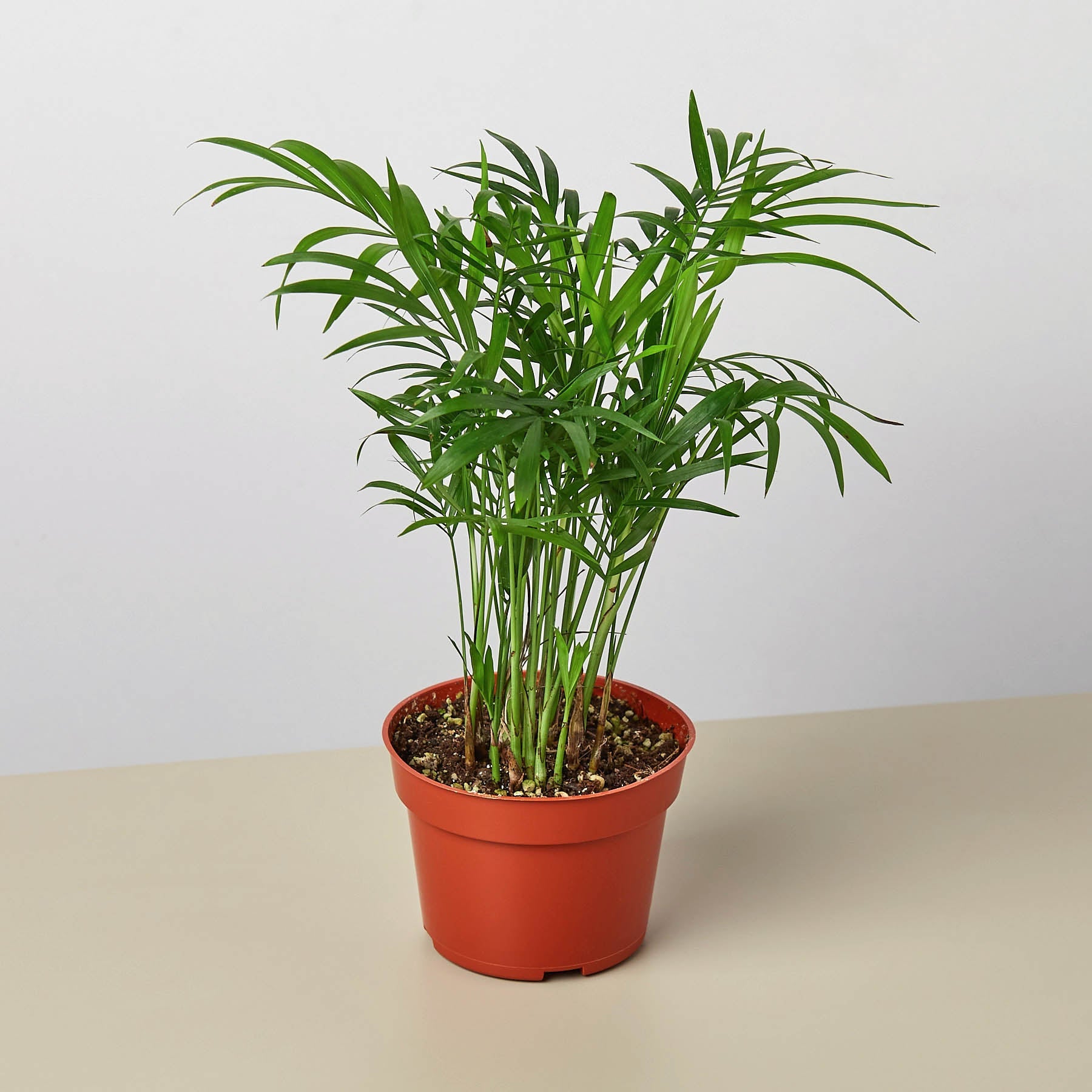 House Plant Shop: Parlor Palm