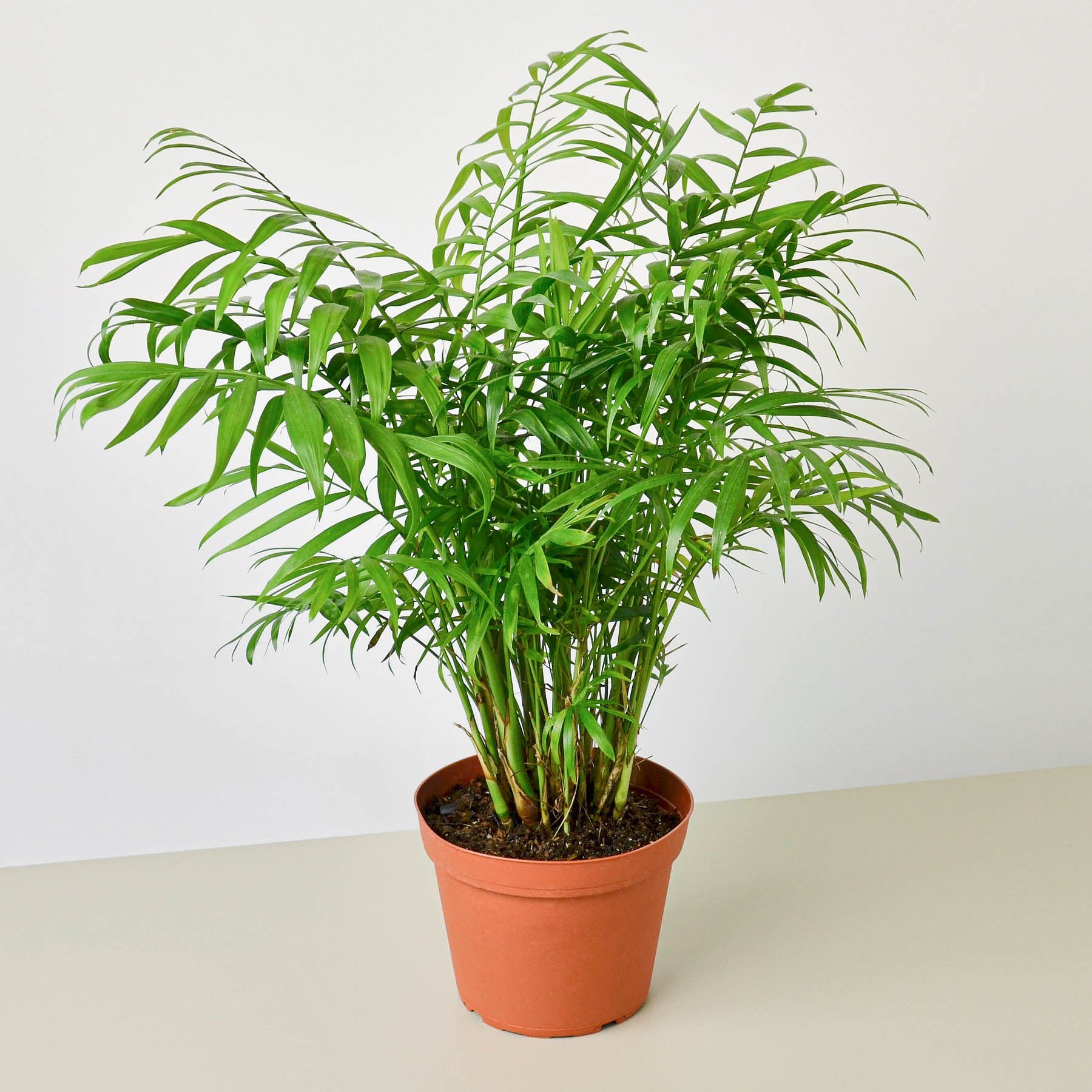 House Plant Shop: Parlor Palm