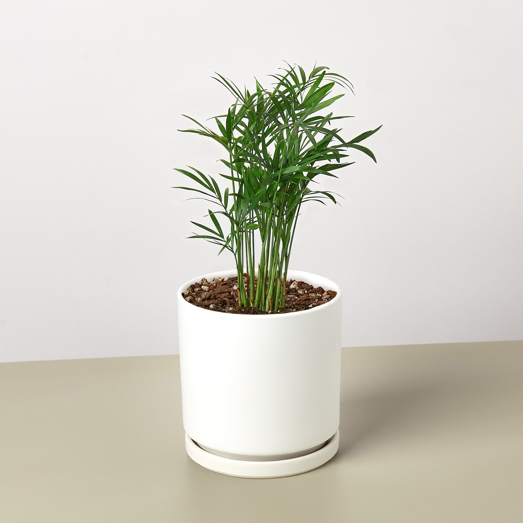 House Plant Shop: Parlor Palm