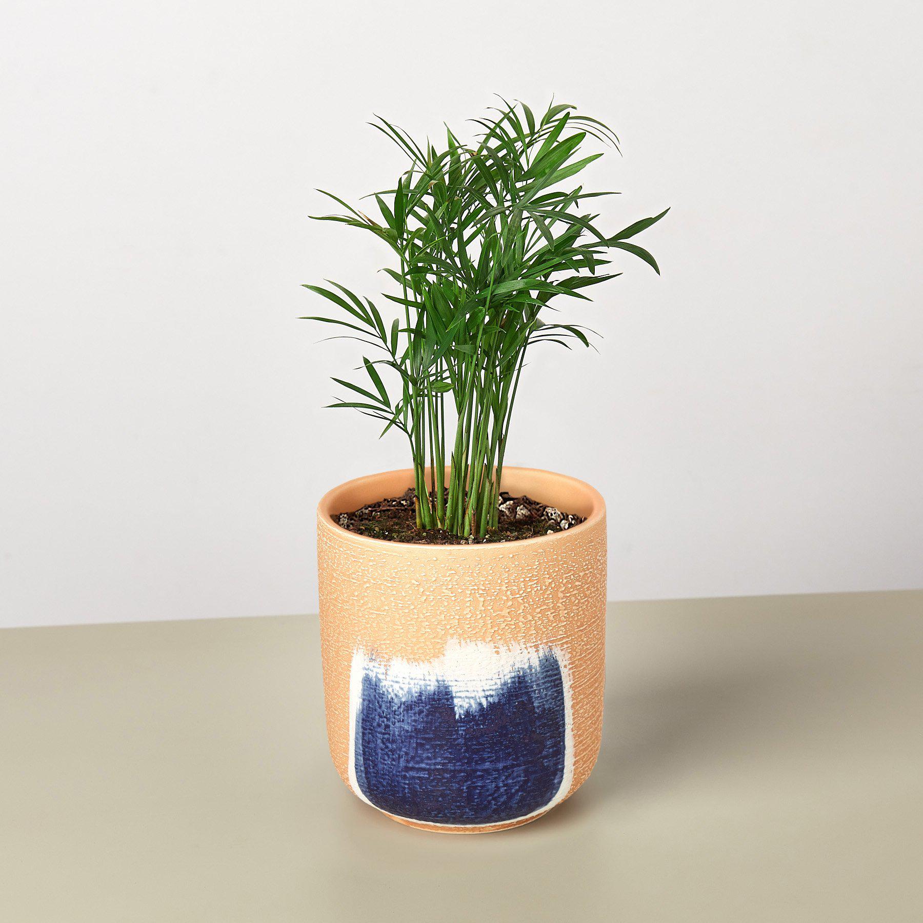 House Plant Shop: Parlor Palm
