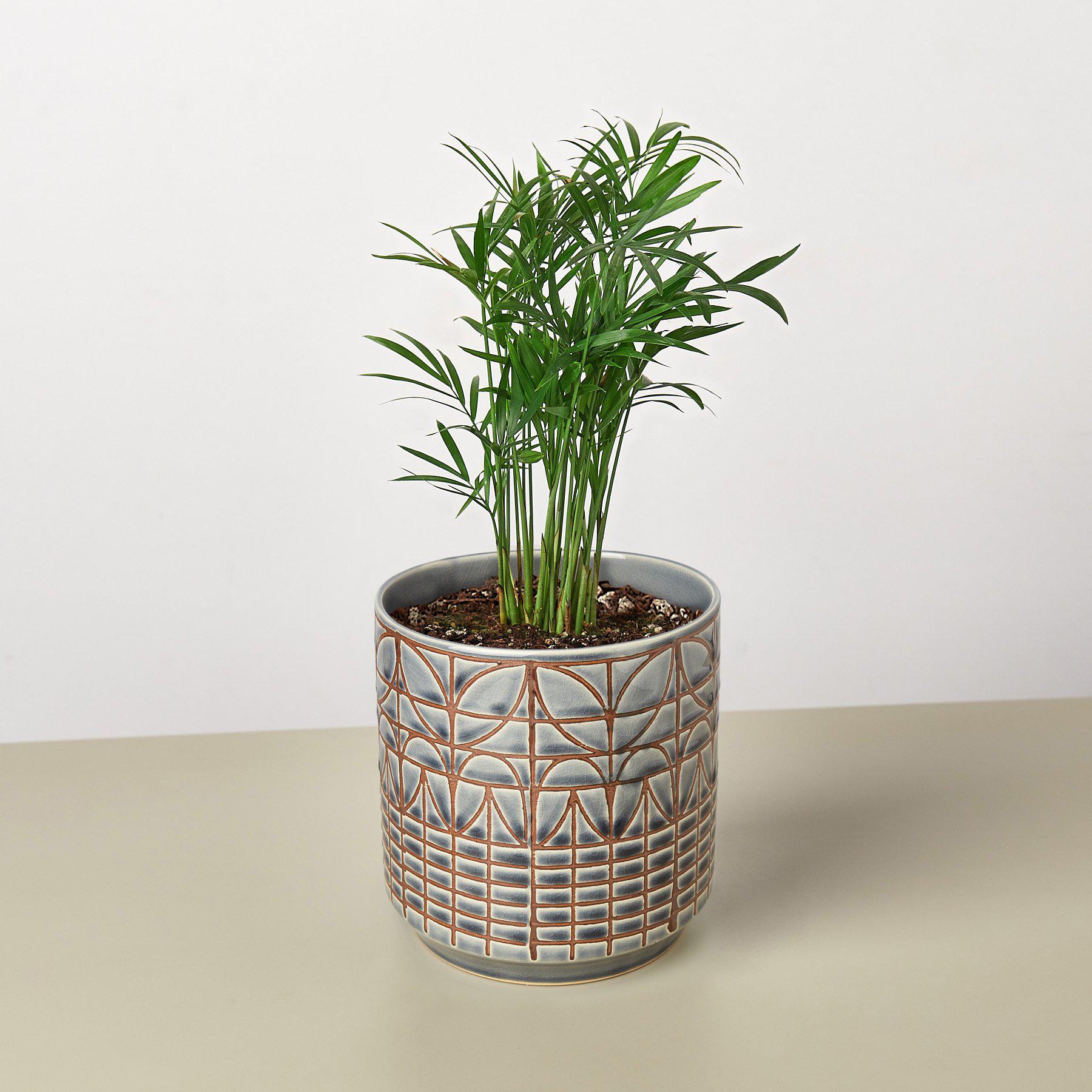House Plant Shop: Parlor Palm