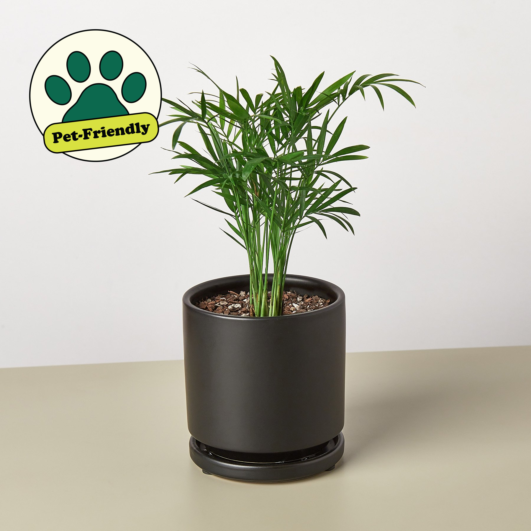 House Plant Shop: Parlor Palm